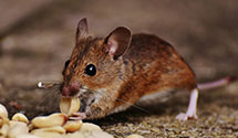 24 Hour & Emergency Exterminators in Burglen Hills, IN